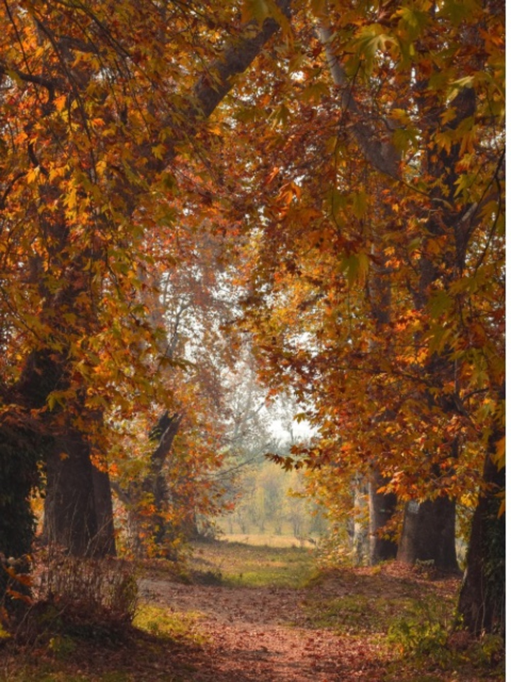 Autumn Woodland      Not for sale